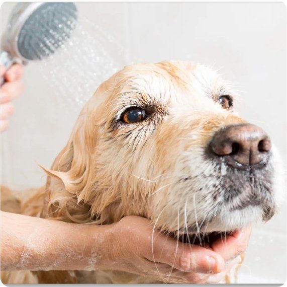 Basic grooming