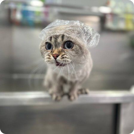 Cat grooming