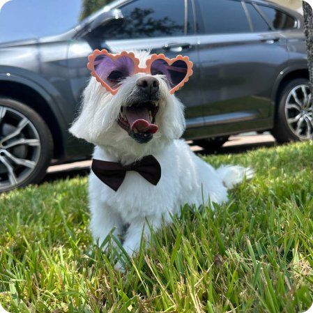 Pets1227