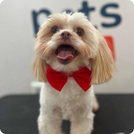 Pets1227