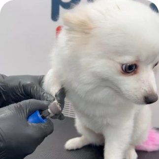 Pets1227