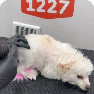 Pets1227