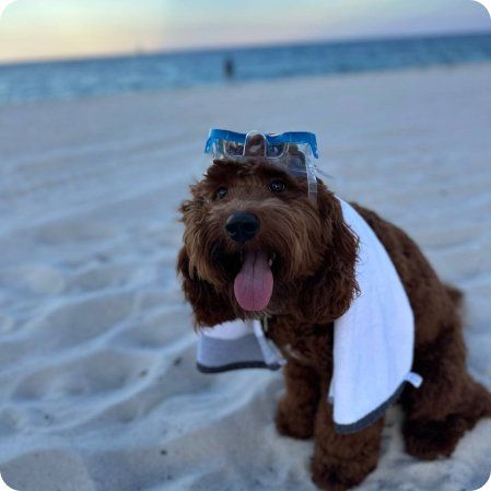 Pets1227