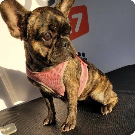 Pets1227