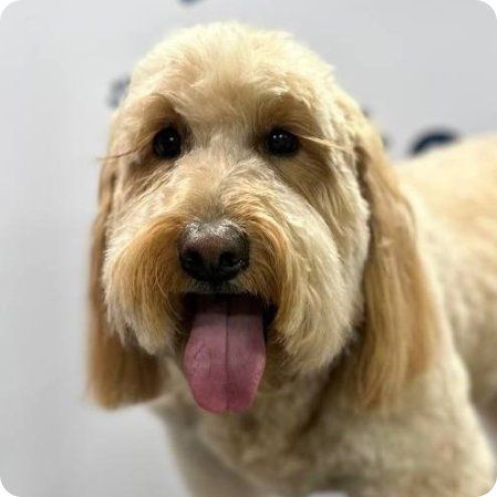 Pets1227