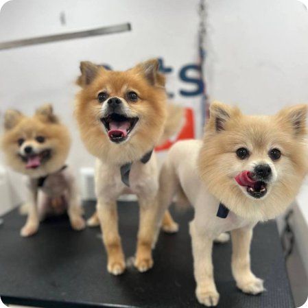 Pets1227